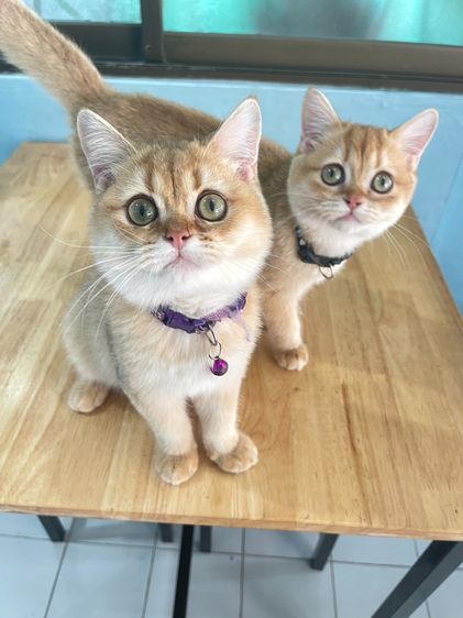 บริติช ชอทแฮร์ (British Shorthair)