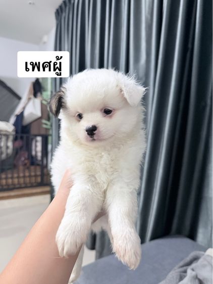 ปอมเมอเรเนียน (Pomeranian) เล็ก ชิสุผสมปอม หน้าหมีค่ะเลือกได้เลย