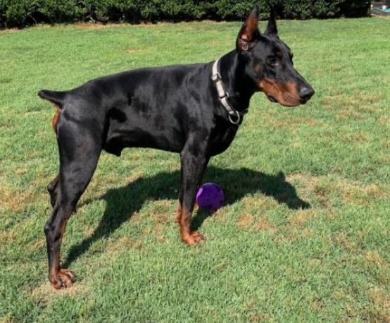 โดเบอร์แมน (Doberman) ใหญ่ Exceptional 7-Month-Old Male Doberman – Samut Prakan 🇹🇭