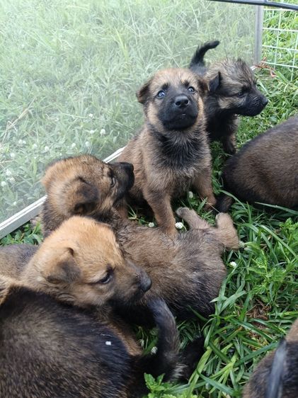 เยอรมันเชพเพิร์ด (German Shepherd) กลาง ลูกหมาเยอรมันเรีย 