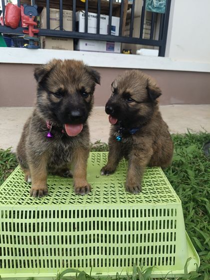 เยอรมันเชพเพิร์ด (German Shepherd) กลาง ลูกหมาเยอรมันเรีย 
