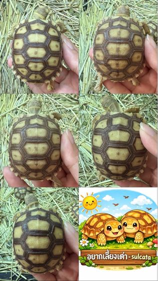 เต่าซูคาต้า