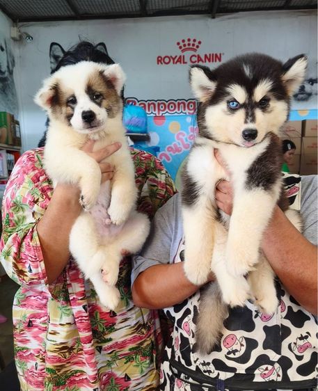 ไซบีเรียน ฮัสกี้ (Siberian Husky) ใหญ่ ลุบางแก้ว กับไซบีเนียน