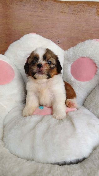 ชิสุ (Shih Tzu) เล็ก ลูกชิสุทอยเมียทั้ง2