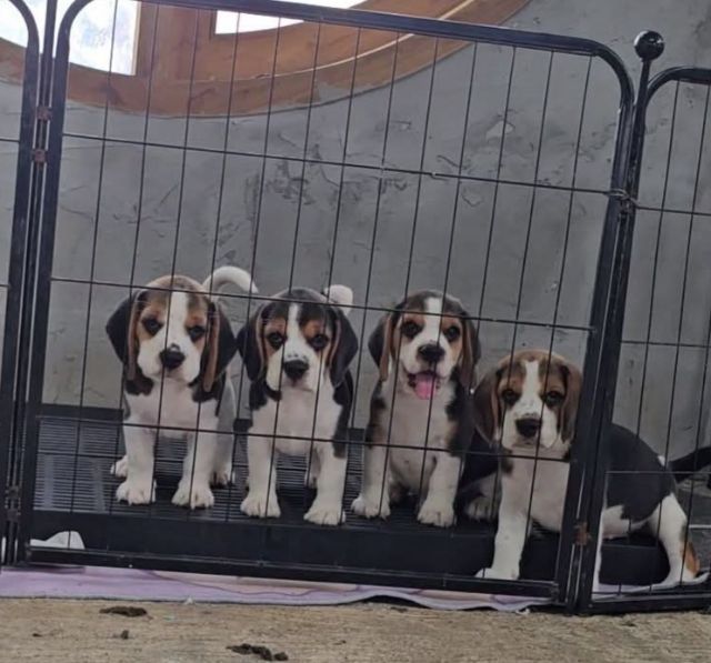 บีเกิล (Beagle) เล็ก ลูกสุนัขบีเกิ้ลแท้ สายเลือดดี