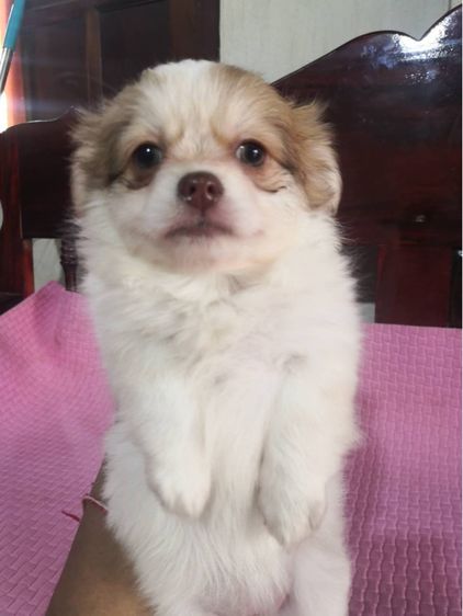 ชิวาว่าแท้ เกรดสวย เพศเมีย ขนยาว ลายวัว รูปที่ 17