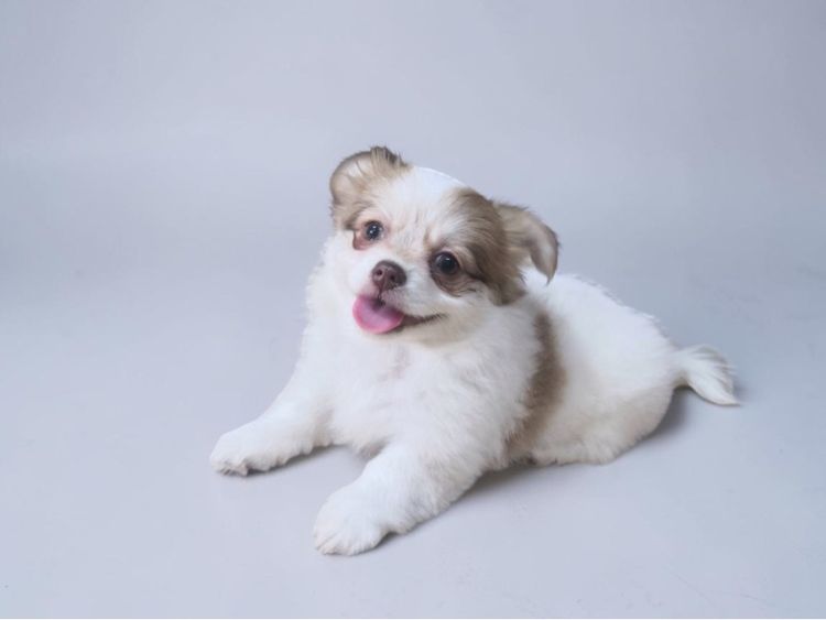 ชิวาวา (Chihuahua) เล็ก ชิวาว่าแท้ เกรดสวย เพศเมีย ขนยาว ลายวัว