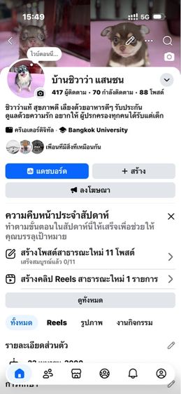 ชิวาว่าแท้ เกรดสวย เพศเมีย ขนยาว ลายวัว รูปที่ 18