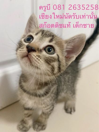 แมวสก๊อตติชโฟลด์  แท้ 4 ตัว เชียงใหม่ นัดรับ ขี้อ้อนจ่ำม่ำ กินเก่ง เล่นเก่ง เข้ากะบะทรายเป็น ขนนุ่มๆ พร้อมขึ้นรถไปกอดอุ่นๆรับลมฝน