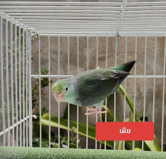 นกแก้วฟอพัส