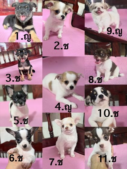 ชิวาวา (Chihuahua) เล็ก ชิวาว่าแท้ เพศผู้ เพศเมีย