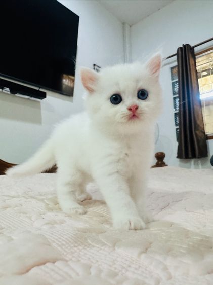 แมวเปอร์เซีย