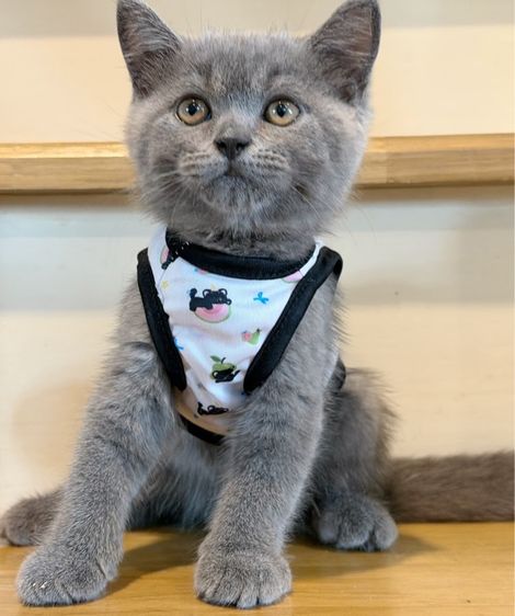 บริติช ช็อตแฮร์ (British Shorthair) สีบลู