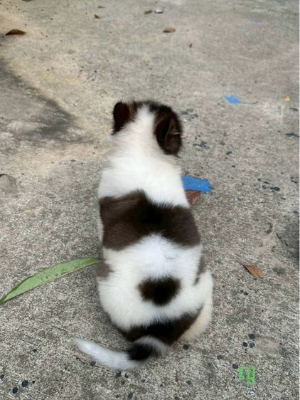 ลูกสุนัข พันธุ์บางแก้ว รูปที่ 17