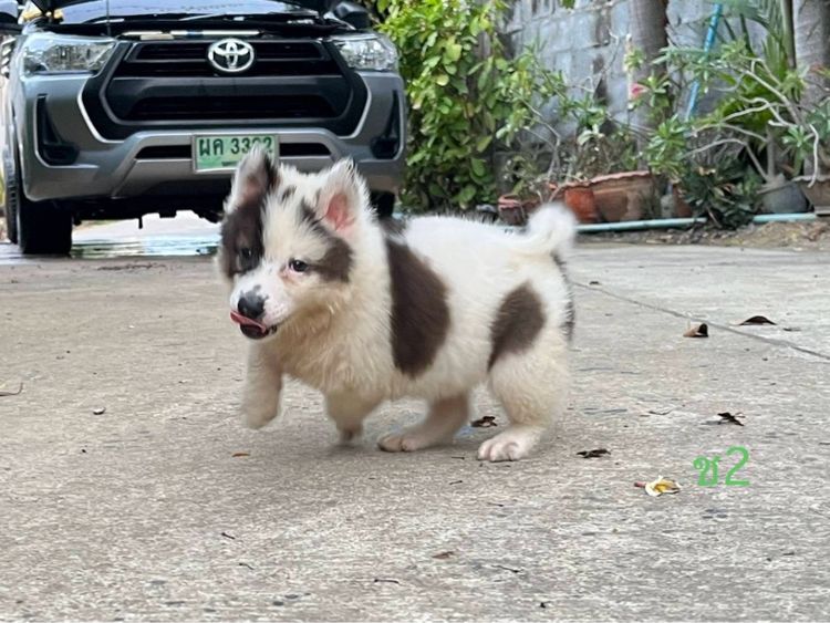 ลูกสุนัข พันธุ์บางแก้ว รูปที่ 2