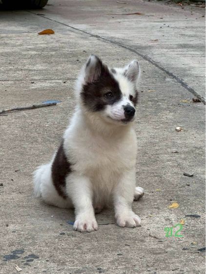 ลูกสุนัข พันธุ์บางแก้ว รูปที่ 5