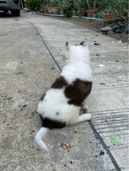 ลูกสุนัข พันธุ์บางแก้ว รูปที่ 7
