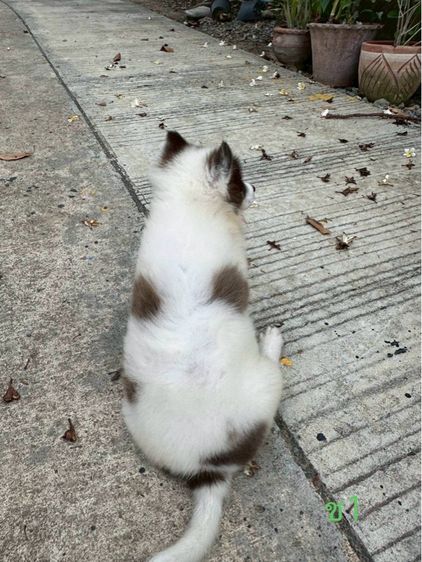 ลูกสุนัข พันธุ์บางแก้ว รูปที่ 13