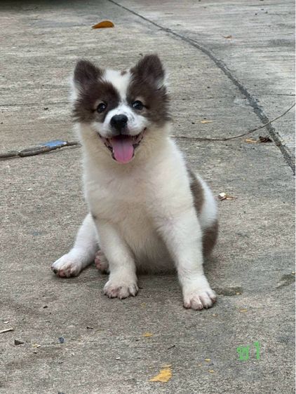 ลูกสุนัข พันธุ์บางแก้ว รูปที่ 10