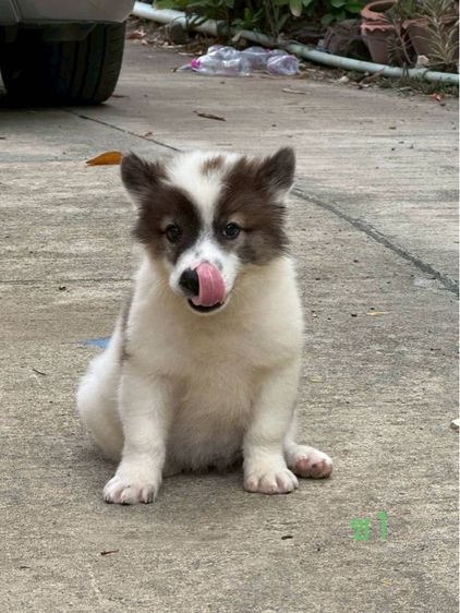 บางแก้ว (Thai Bangkaew Dog) เล็ก ลูกสุนัข พันธุ์บางแก้ว
