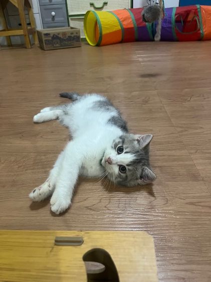 ดช สก็อตติชแท้หาบ้าน รูปที่ 7