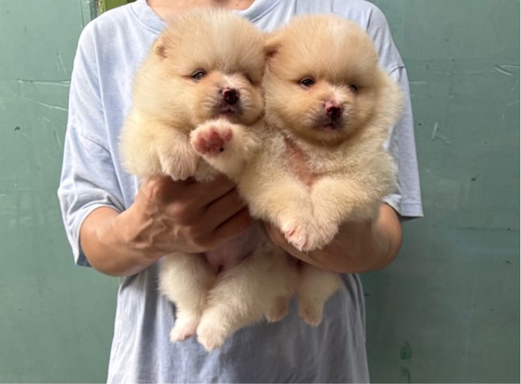 ปอมเมอเรเนียน (Pomeranian) เล็ก ปอมเมีย