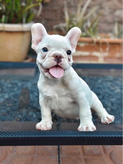 เฟรนช์ บูลด็อก (French Bulldog) เล็ก เฟรนช์บลูด็อก
