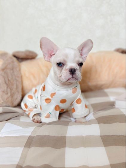 เฟรนช์ บูลด็อก (French Bulldog) เล็ก เฟรนช์บลูด็อก