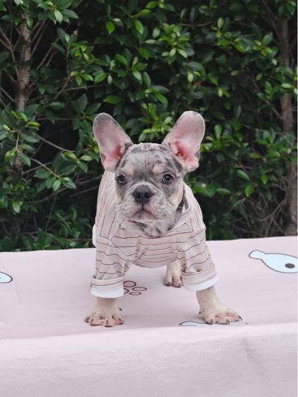 เฟรนช์ บูลด็อก (French Bulldog) เฟรนช์ บลูด็อก