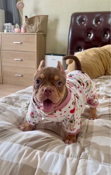 American Bully 