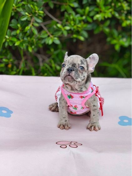 เฟรนช์ บูลด็อก (French Bulldog) เล็ก เฟรนช์บลูด็อก