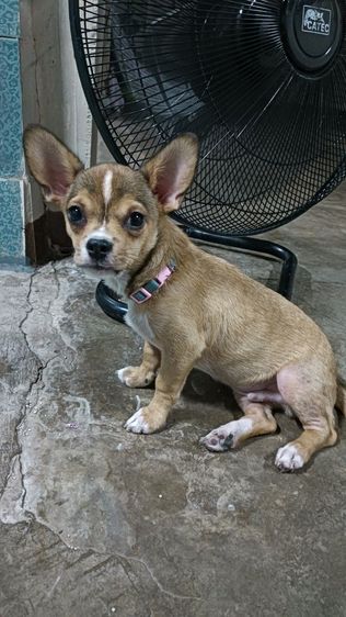 ชิวาวา (Chihuahua) กลาง ชิวาวา
