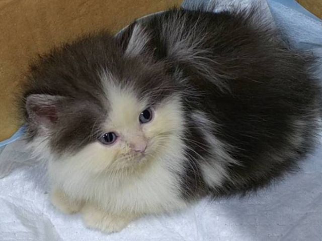 เปอร์เซีย (Persian) ขายค่ะลูกแมวเปอร์เซียชาย1เมีย1 น่ารักเกิด1เมษายน 1900บาท พระรามสอง เทียนทะเล20