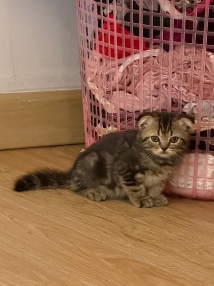 สก็อตติช โฟลด์ (Scottish Fold) สก็อตติชลายเสือหูพับ
