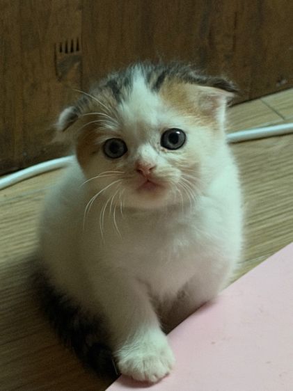 สก็อตติช โฟลด์ (Scottish Fold) สก๊อตติชหูพับสามสี