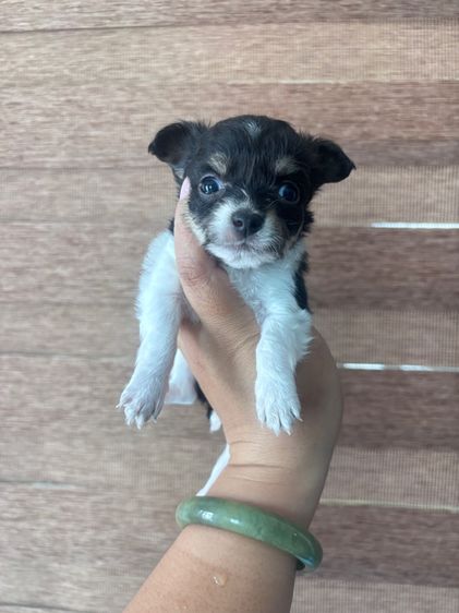 ชิวาวา (Chihuahua) เล็ก ชิวาว่า