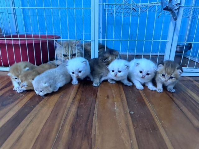 British shorthair