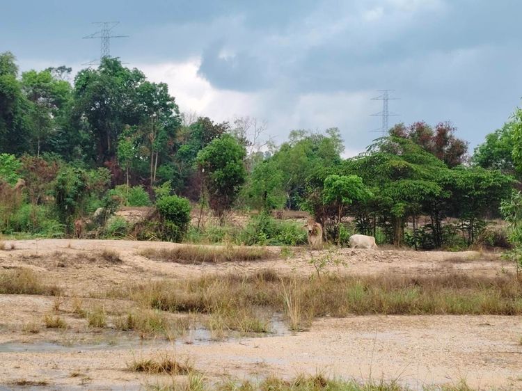 ขายที่ดินทำเลศักยภาพ แหลมฉบัง ใกล้ท่าเรือ เหมาะลงทุนระยะยาว รูปที่ 4