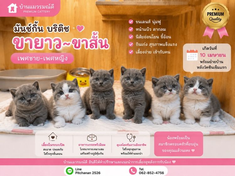 มันช์กิ้น (Munchkin) มันช์กิ้น บริติช ขาสั้น และขายาว 