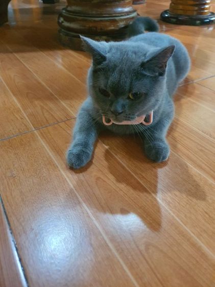แมว บริติช ซ๊อตแฮร์ เพศหญิง รูปที่ 4