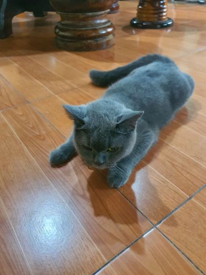 บริติช ชอร์ตแฮร์ (British Shorthair) แมว บริติช ซ๊อตแฮร์ เพศหญิง