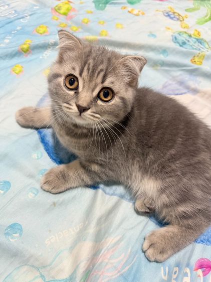 แมว Scottish Fold Blue Plus
