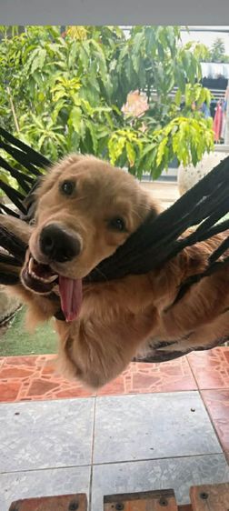 ขายโกลเด้น