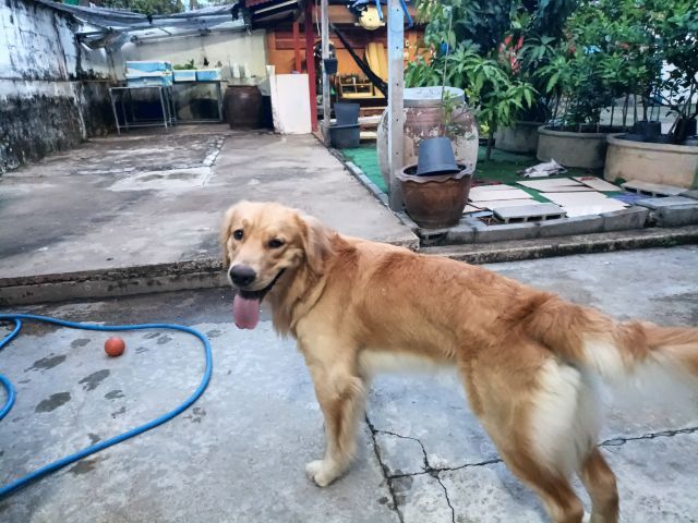 ขายโกลเด้น รูปที่ 3