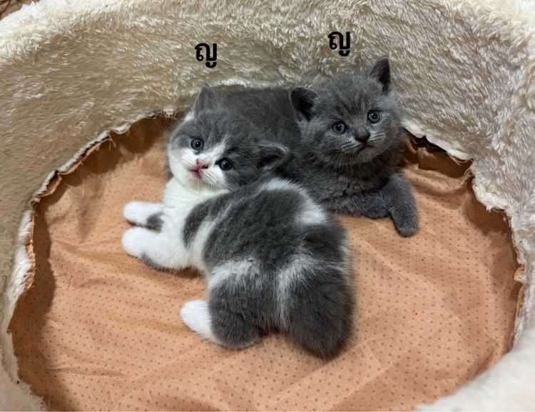 สก็อตติช โฟลด์ (Scottish Fold) สก็อตติช