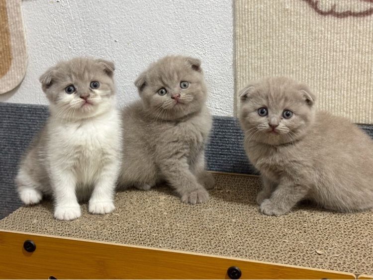 สก็อตติช
