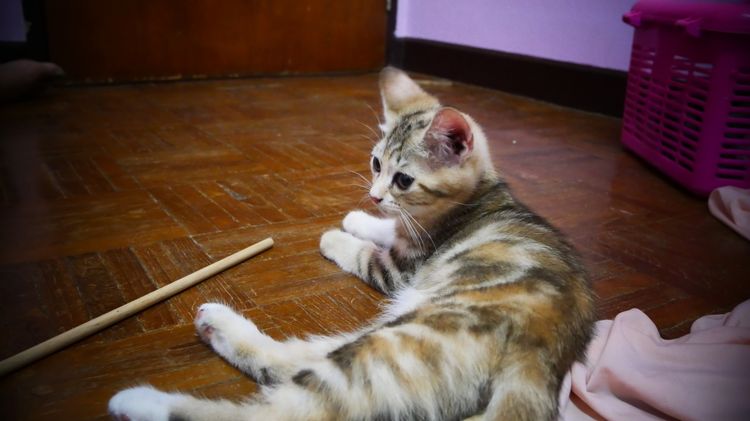 แมว - American Shorthair x Scottish Fold (2) รูปที่ 2