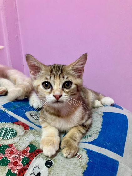 แมว - American Shorthair x Scottish Fold (2) รูปที่ 3
