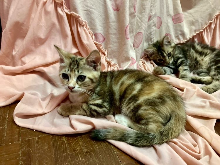 แมว - American Shorthair x Scottish Fold (2) รูปที่ 4