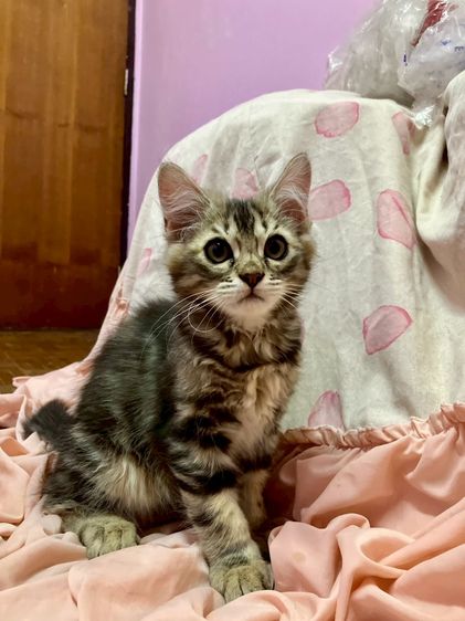 แมว - American Shorthair x Scottish Fold (4)
